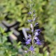 VERONICA longifolia