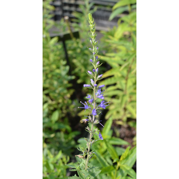 VERONICA longifolia