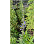 VERONICA longifolia