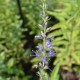 VERONICA longifolia