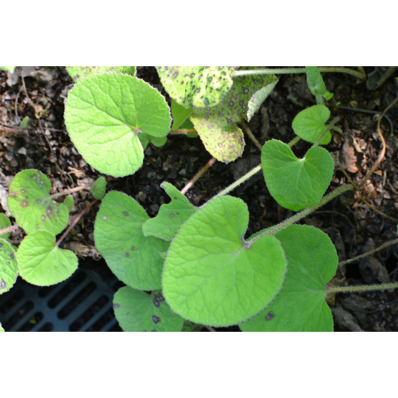 PETASITES fragrans