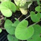 PETASITES fragrans