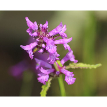 STACHYS macrantha \'Rosea\'