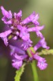 STACHYS macrantha 'Rosea'