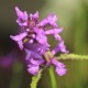 STACHYS macrantha 'Rosea'