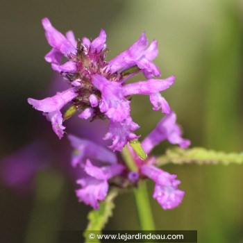 STACHYS macrantha &#039;Rosea&#039;