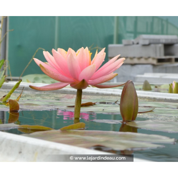NYMPHAEA 'Colorado'