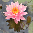 NYMPHAEA \'Colorado\'