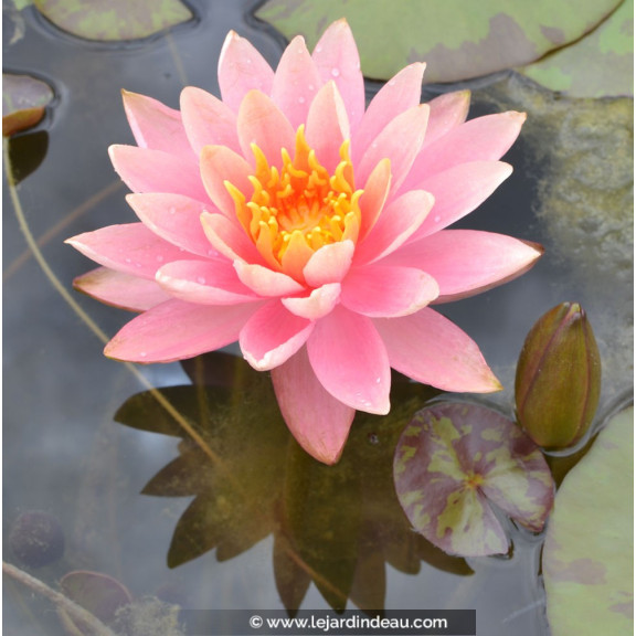 NYMPHAEA 'Colorado'