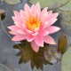 NYMPHAEA 'Colorado'