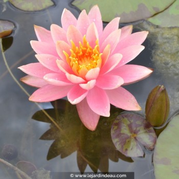 NYMPHAEA &#039;Colorado&#039;