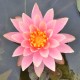 NYMPHAEA 'Colorado'