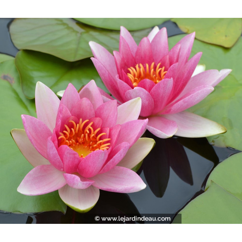 NYMPHAEA  'Attraction'