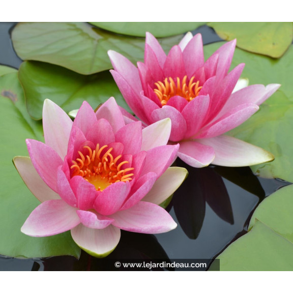 NYMPHAEA  'Attraction'