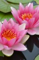 NYMPHAEA 'Attraction'
