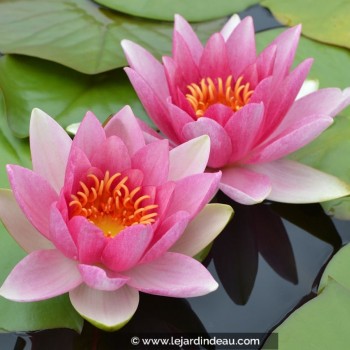 NYMPHAEA &#039;Attraction&#039;