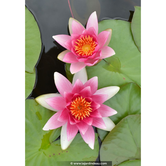 NYMPHAEA  'Attraction'