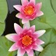 NYMPHAEA 'Attraction'