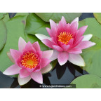 NYMPHAEA  'Attraction'