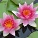 NYMPHAEA 'Attraction'