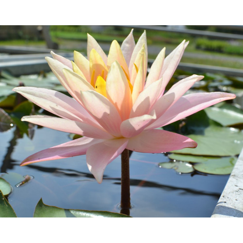NYMPHAEA 'Barbara Dobbins'