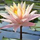 NYMPHAEA 'Barbara Dobbins'