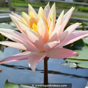 NYMPHAEA &#039;Barbara Dobbins&#039;