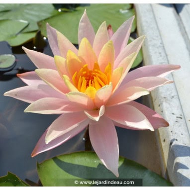 NYMPHAEA \'Barbara Dobbins\'