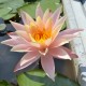 NYMPHAEA 'Barbara Dobbins'