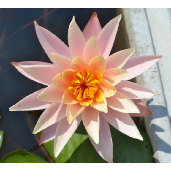 NYMPHAEA 'Barbara Dobbins'