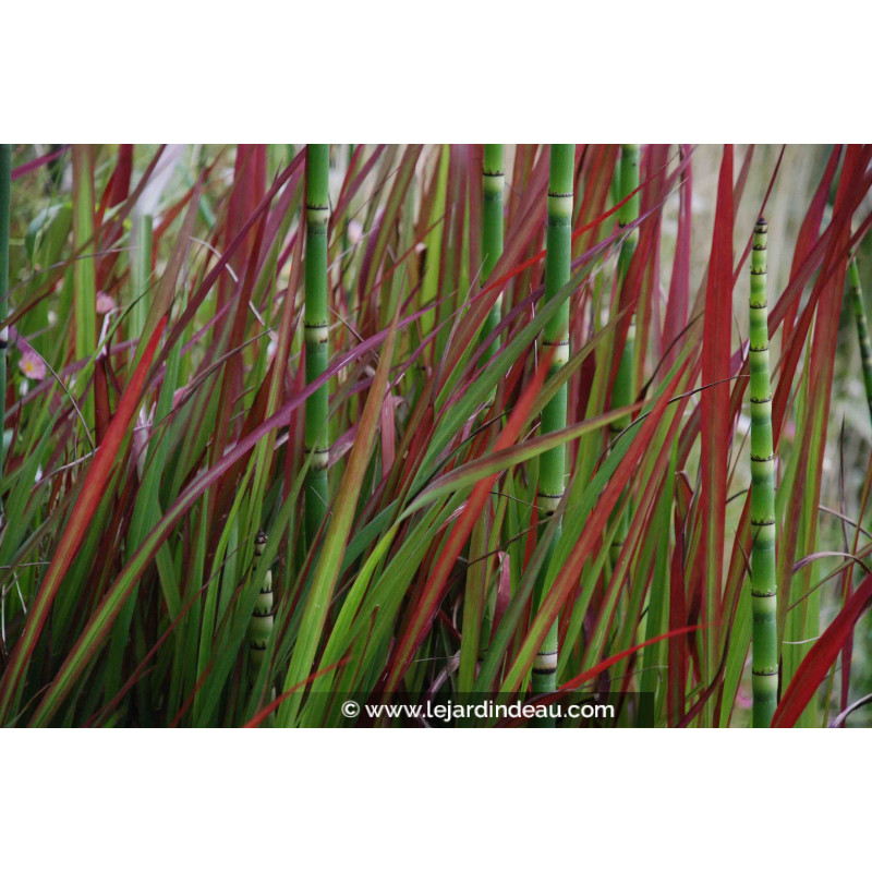 IMPERATA cylindrica  'Red Baron'