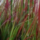 IMPERATA cylindrica 'Red Baron'