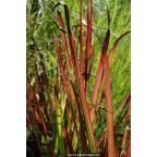 IMPERATA cylindrica  'Red Baron'