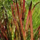 IMPERATA cylindrica 'Red Baron'