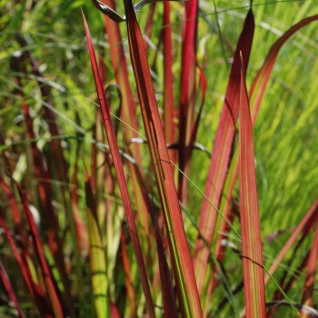 IMPERATA cylindrica &#039;Red Baron&#039;