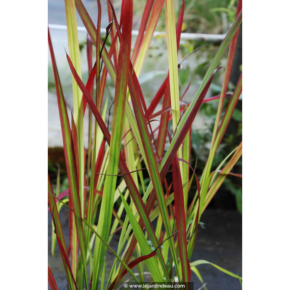 IMPERATA cylindrica  'Red Baron'