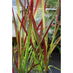 IMPERATA cylindrica  'Red Baron'