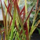 IMPERATA cylindrica 'Red Baron'