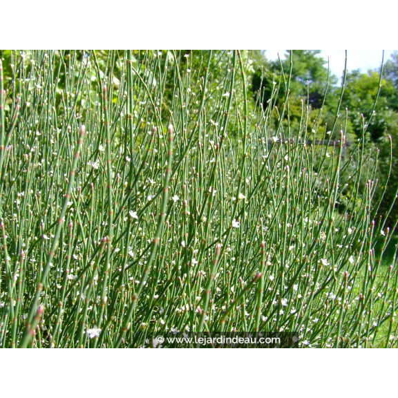 POLYGONUM scoparium