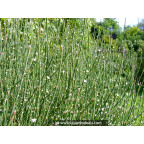 POLYGONUM scoparium