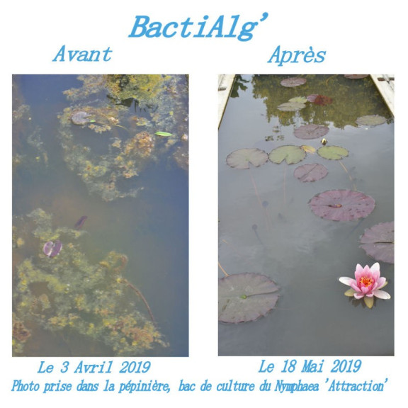 BactiAlg'