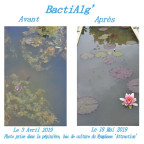 BactiAlg'