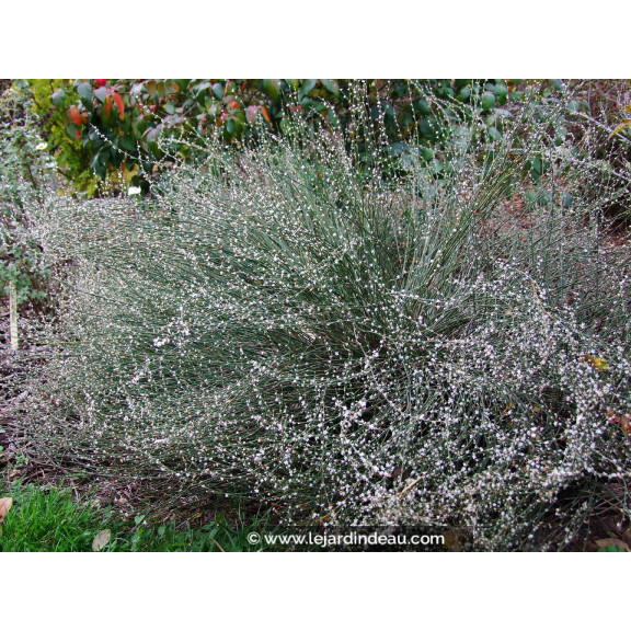 POLYGONUM scoparium