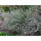 POLYGONUM scoparium
