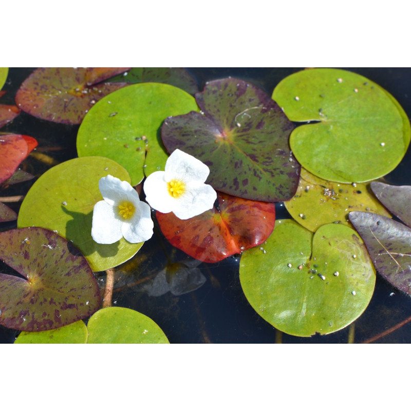 HYDROCHARIS morsus-ranae