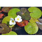 HYDROCHARIS morsus-ranae