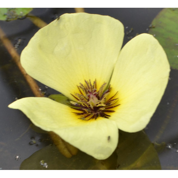 HYDROCLEYS nymphoides