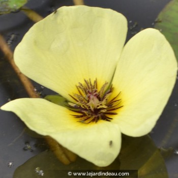 HYDROCLEYS nymphoides