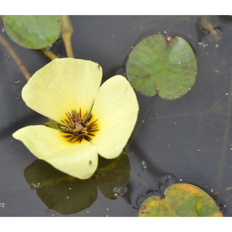 HYDROCLEYS nymphoides