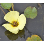 HYDROCLEYS nymphoides